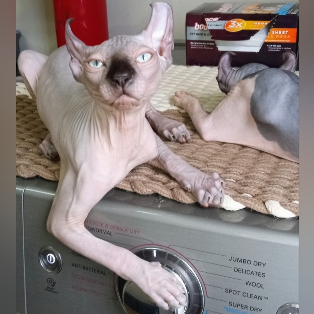 Meet your Posher, Tn I love Sphynx also have one male for sale